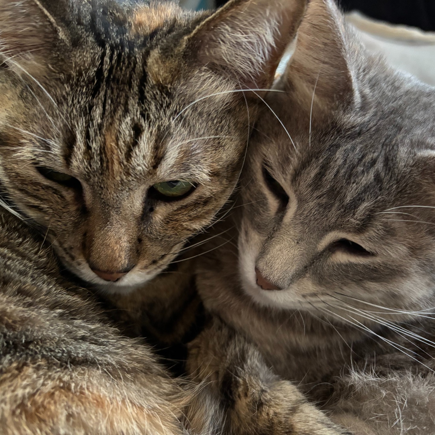 ＊
＊
【猫たちと父】
またしてもくだらない内容です。
　　
猫たちはゲンキンな存在で
父か私のどちらか暖かい部屋に
いくことになっていますが
父は猫がいないと寂しいと言って
私の部屋を探しに来ます。
　　
私も自分の部屋のエアコンを
入れないように工夫して
なるべく猫たちが父の部屋に行くように
しているのですが・・・
　　
すごくびっくりしたのは
父がこの寒い日々　
短パンとTシャツで
家の中をうろうろしているのを
みた時です。
　　
猫たちが、
自分の部屋に来てくれるように
服を脱ぐほど部屋を暖かくして
努力してるんだろうなと思うと
泣けてきました。爆笑もしましたけどw
　　
そして、父の「猫愛」に感動しました。
　　
クライアントさんが来ない時には
頭からブランケットをがぶって
部屋を温めない努力を私もしていますが
なんて変な家族、なんて変な家なんだと
笑いが止まらなくなった！
　　
猫の姉妹は、
大人たちの努力を知る由もなく
くっついてぬくぬく寝ている毎日です。
　　
どんなことがあっても
癒される猫との日々に
感謝しています💕

＃猫
＃猫のいるしあわせ 
＃猫のいる暮らし