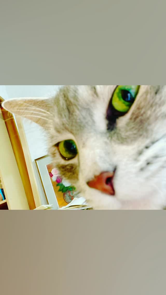 iPhoneがつくってくれた
猫の動画。
楽しいし癒されます💕

#猫のいる暮らし  #猫  #猫がだいすき